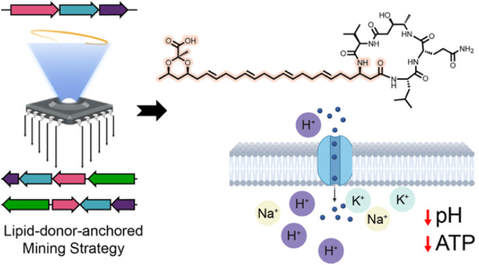 Graphical abstract showing lipid-donor-anchored genome mining, a dioxanopeptin structure and membrane activity